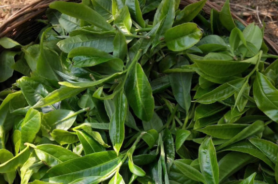 最耐泡的茶葉排名，什么茶葉經(jīng)久耐泡？