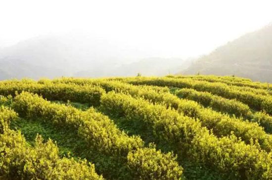 黃金茶的功效及禁忌癥，黃金茶有什么副作用嗎？