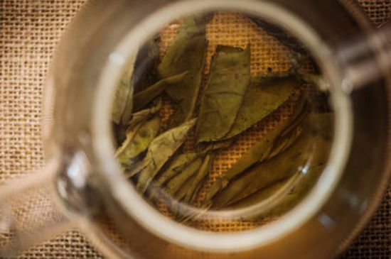 苦丁茶副作用，苦丁可以經(jīng)常喝嗎？