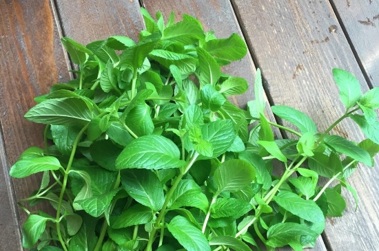 薄荷茶的功效與作用，喝薄荷茶有什么好處？