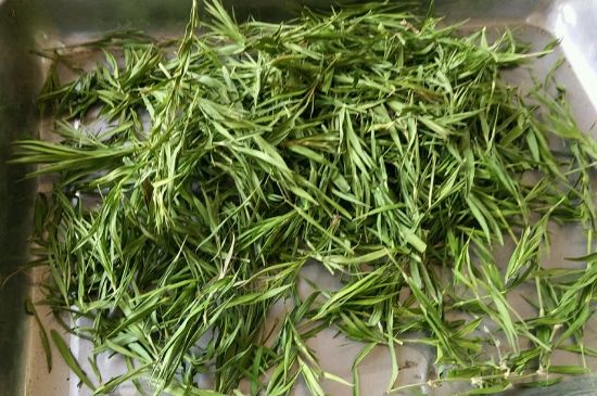 哪類人不適合喝石竹茶，石竹茶的功效與禁忌