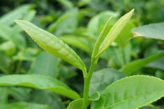 最耐泡的茶葉排名，什么茶葉經(jīng)久耐泡？