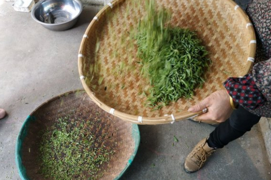 炒青茶為什么便宜，炒青綠茶好喝嗎？