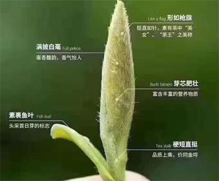 春茶季怎么辨別白毫銀針的好壞，好的白毫銀針如何選購？