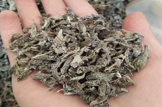 張家界莓茶真假對(duì)比，野生莓茶的鑒別方法