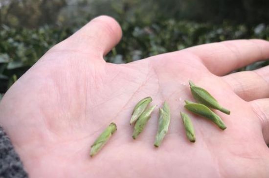 春茶季怎么辨別白毫銀針的好壞，好的白毫銀針如何選購？