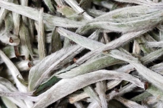 春茶上市白茶的好壞怎么區(qū)分，春白茶怎么分辨好不好？