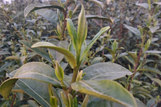 家庭如何保存碧螺春茶葉，蘇州洞庭碧螺春綠茶怎么保存？