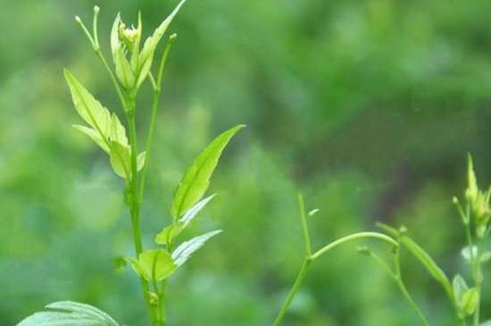 茅巖莓茶別名是什么，莓茶別名叫藤茶嗎？