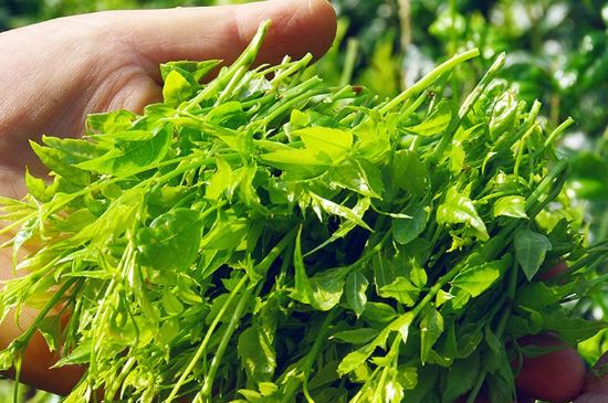 茅巖莓茶別名是什么，莓茶別名叫藤茶嗎？