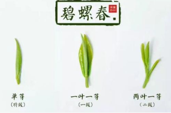 真假碧螺春泡水后區(qū)別，蘇州洞庭碧螺春怎樣鑒別好壞？