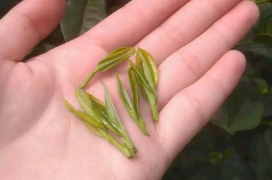 炒青茶為什么便宜，炒青綠茶好喝嗎？