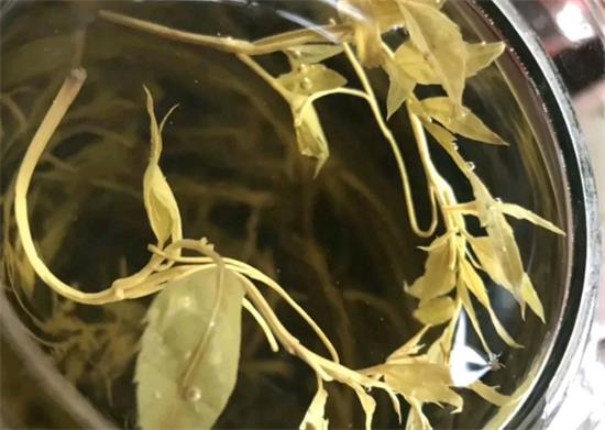 張家界茅巖莓茶與藤茶是同一種茶嗎，藤茶跟莓茶一不一樣？