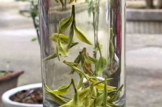 蒸汽煮茶器適合什么茶，蒸汽煮茶器適合用綠茶嗎？