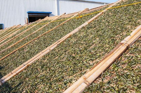武夷巖茶的初制、精制加工工藝詳細講解