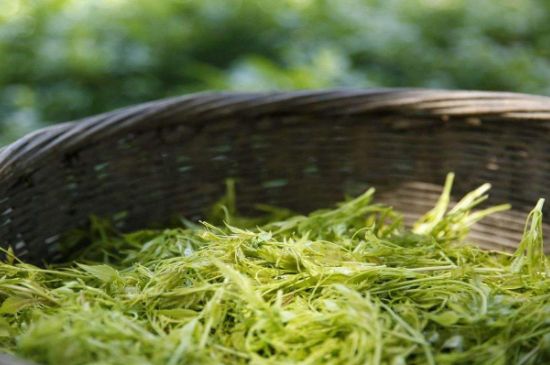茅巖莓茶加工工藝，莓茶的工藝制作過程