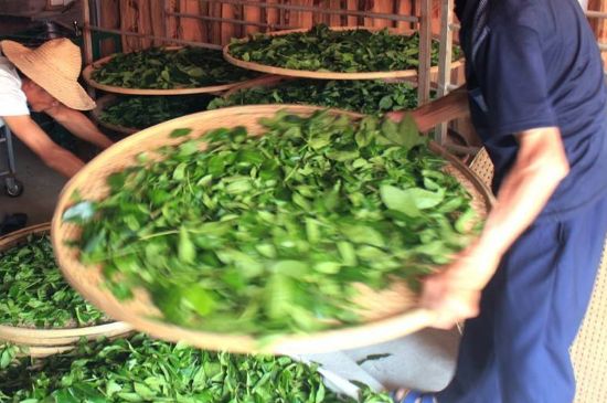 武夷巖茶的初制、精制加工工藝詳細講解