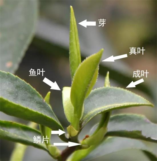 摘茶葉最快的方法，采摘茶葉怎么才能快？