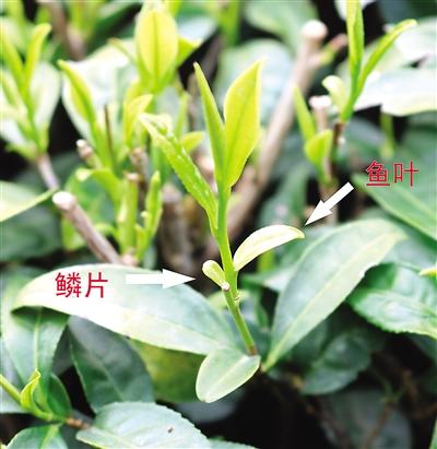 摘茶葉最快的方法，采摘茶葉怎么才能快？