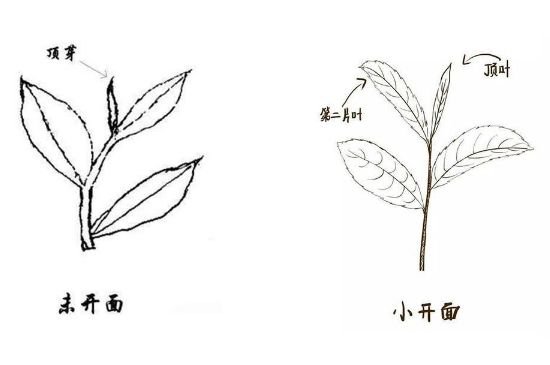 武夷巖茶的初制、精制加工工藝詳細講解