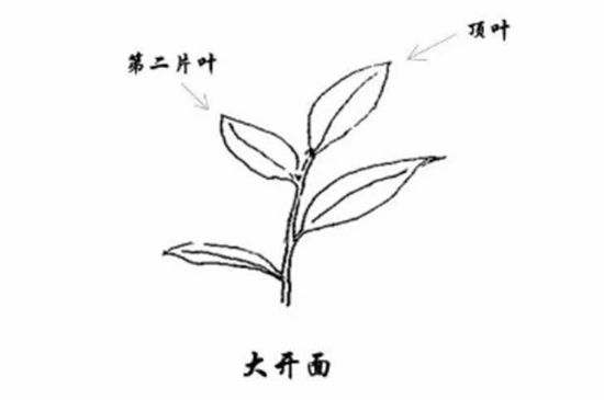 武夷巖茶的初制、精制加工工藝詳細講解