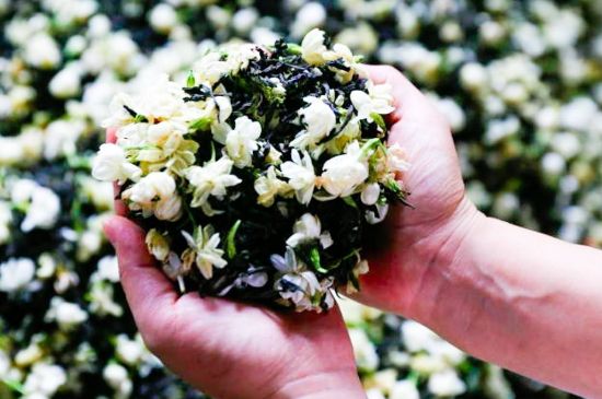 茉莉花和什么在一起喝好，茉莉花喝什么茶搭配？