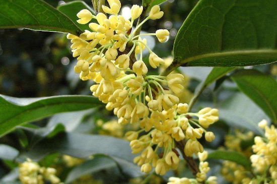 干桂花茶的制作方法，怎樣自制桂花茶？