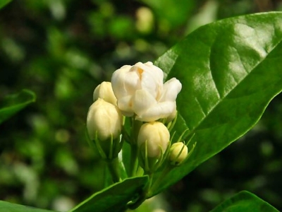 好茉莉茶多少錢一斤，茉莉花茶價格