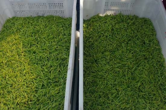 什么茶葉適合用蒸茶器，什么茶可以蒸