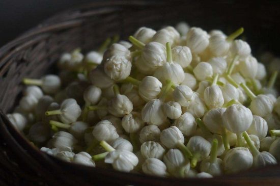 茉莉花茶與什么相克，茉莉花搭配禁忌