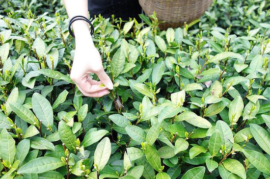 采茶的方法與步驟，如何正確采摘茶葉？