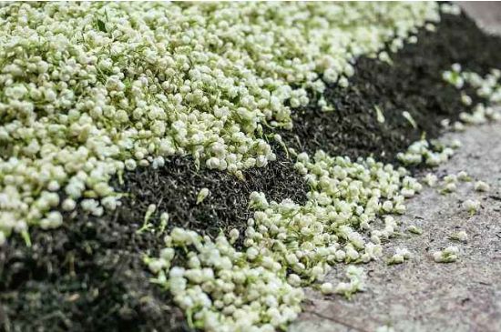 茉莉茶葉的功效與禁忌，什么人不適合喝茉莉花茶？