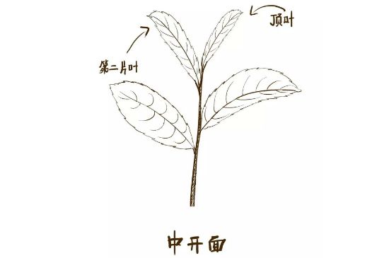 武夷巖茶的初制、精制加工工藝詳細講解