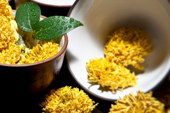 孕婦可以喝菊花茶嗎，菊花對(duì)胎兒有致畸作用？