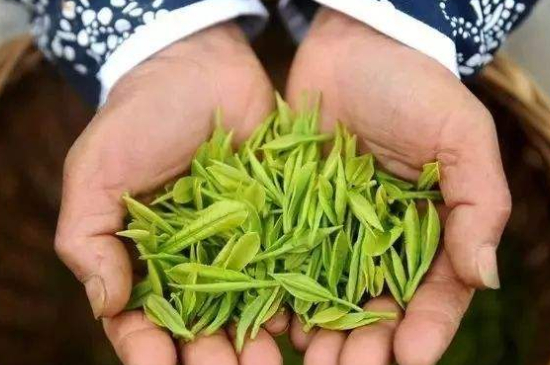 摘茶葉最快的方法，采摘茶葉怎么才能快？