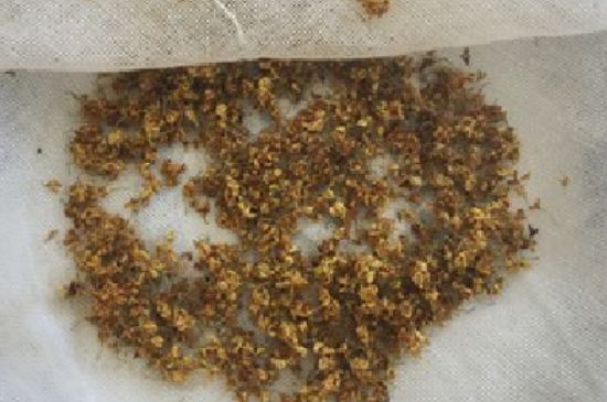 干桂花茶的制作方法，怎樣自制桂花茶？