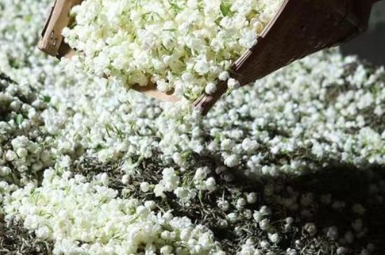 茉莉茶葉的功效與禁忌，什么人不適合喝茉莉花茶？