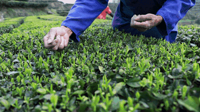 摘茶葉最快的方法，采摘茶葉怎么才能快？