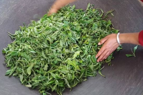 龍井茶炒茶葉怎么炒出好茶色，茶葉怎樣做出來最綠？