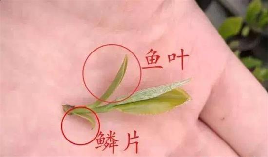 摘茶葉最快的方法，采摘茶葉怎么才能快？