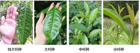摘茶葉最快的方法，采摘茶葉怎么才能快？