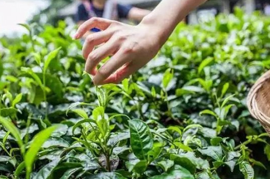 綠茶加工工藝流程圖，綠茶的加工制作包含哪幾個步驟？