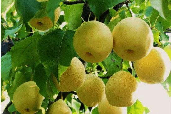 一把真正的本山綠泥壺最低多少錢，什么價(jià)格能買到本山綠泥紫砂壺？