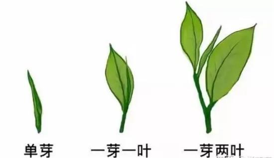 摘茶葉最快的方法，采摘茶葉怎么才能快？