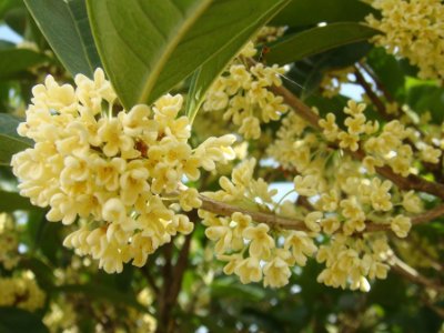 桂花泡茶禁忌，桂花泡水喝的9大禁忌