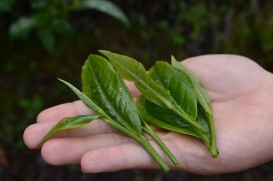 單樅茶什么季節(jié)最好喝，鳳凰單叢茶春茶好還是秋茶好？