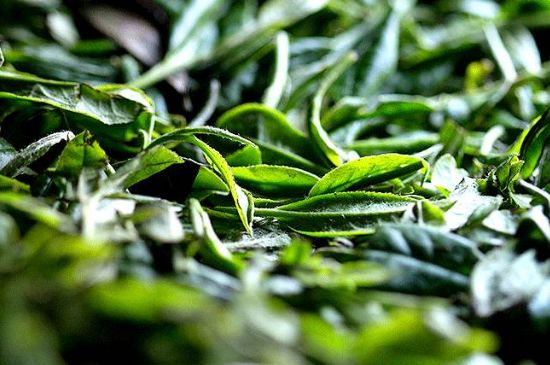 荒野銀針市場(chǎng)價(jià)多少，真正的荒野白毫銀針多少錢？