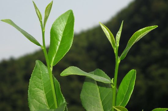 單樅茶什么季節(jié)最好喝，鳳凰單叢茶春茶好還是秋茶好？