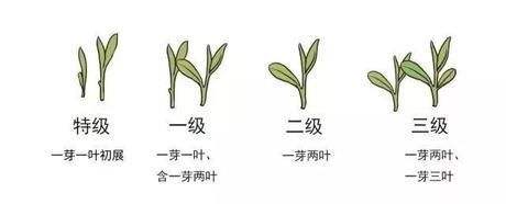 烏牛早和龍井的區(qū)別圖片，龍井43號和烏牛早茶的對比