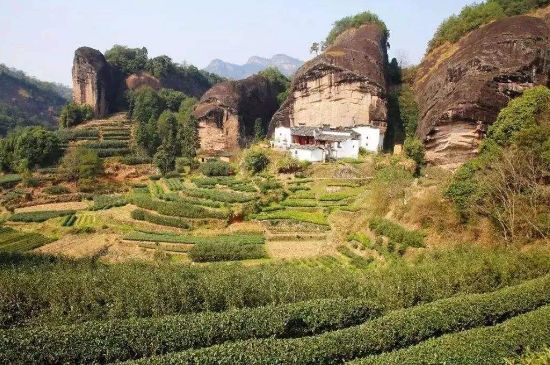 馬頭巖肉桂是大紅袍嗎，大紅袍肉桂屬于什么茶？